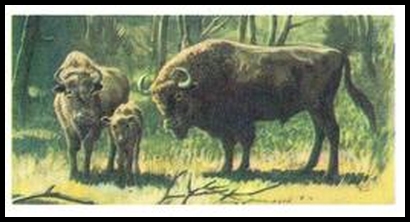 17 European Bison or Wisent